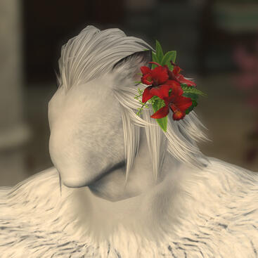 Cattleya