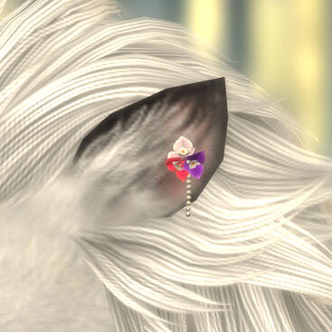 Rainbow Paperflower